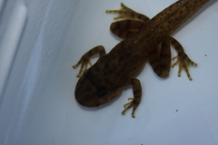 Heleophryne purcelli