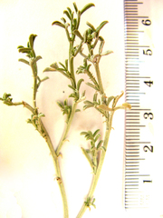 Indigofera complicata