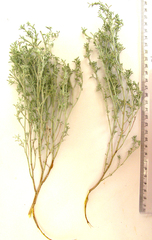 Indigofera complicata