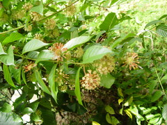 Uncaria lanosa