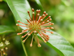 Uncaria lanosa