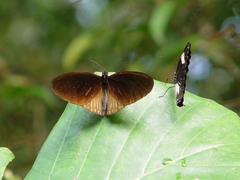 Euploea eyndhovii