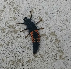Harmonia axyridis
