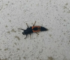 Harmonia axyridis