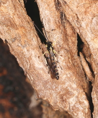 Sericopimpla australis