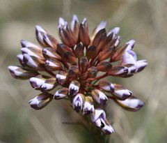 Gompholobium confertum