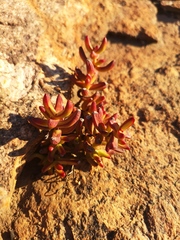 Crassula brevifolia