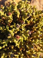 Schlechteranthus albiflorus