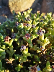 Schlechteranthus albiflorus