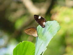 Euploea eyndhovii
