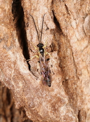 Sericopimpla australis