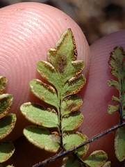 Myriopteris alabamensis image