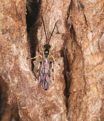 Sericopimpla australis