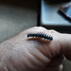 Acraea horta