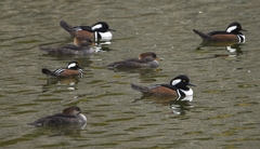 Lophodytes cucullatus