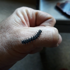 Acraea horta