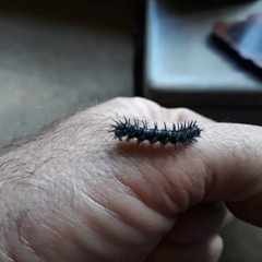 Acraea horta
