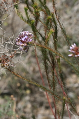 Gompholobium confertum