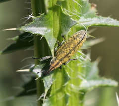 Lixus filiformis
