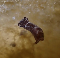 Chelidonura