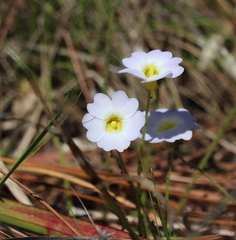 Pinguicula primuliflora
