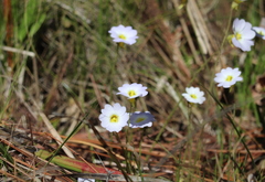 Pinguicula primuliflora