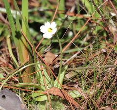 Pinguicula primuliflora