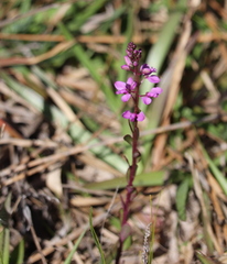 Polygala crenata