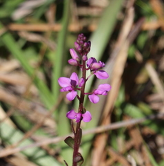 Polygala crenata