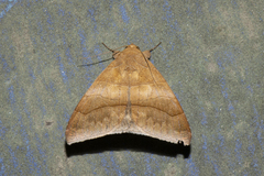 Bastilla absentimacula