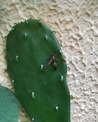 Polybia chrysothorax