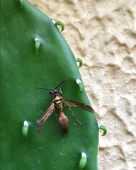 Polybia chrysothorax