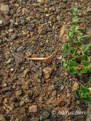 Didymocorypha lanceolata