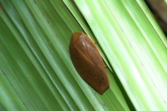 Pseudophoraspis nebulosa