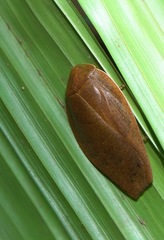 Pseudophoraspis nebulosa