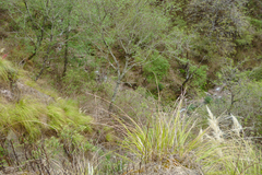Cortaderia hieronymi