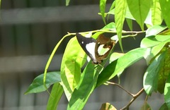 Polyura hebe