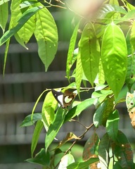 Polyura hebe