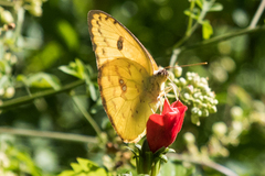 Phoebis philea