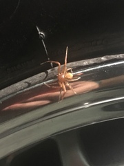 Xysticus