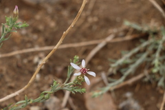 Asterothamnus centrali-asiaticus
