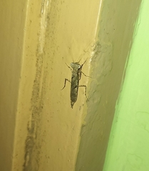 Amorphoscelis annulicornis