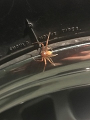 Xysticus