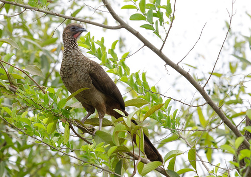 Speckled Chachalaca