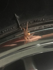 Xysticus