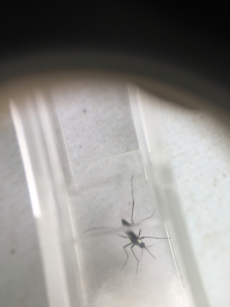 Aedes niveus