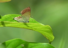 Hypolycaena thecloides
