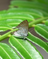 Hypolycaena thecloides