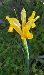 Iris xiphium lusitanica