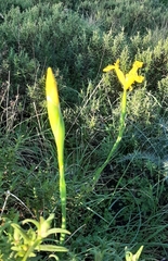 Iris xiphium lusitanica